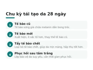 Chu kỳ tái tạo da 28 ngày