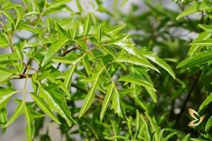 Tắm lá gì để trắng da? 7 loại lá hiệu quả bạn nên thử