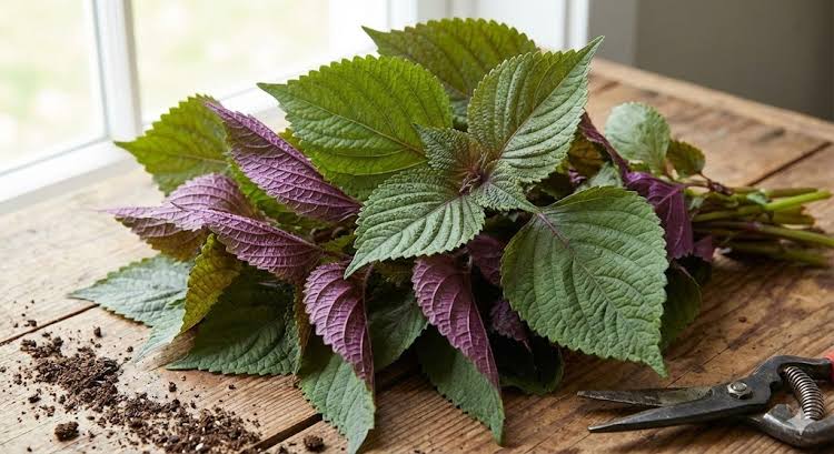 Anthocyanin và polyphenol trong tía tô chống oxy hóa mạnh, cản trở tia UV, ức chế melanin và kích thích collagen giúp da sáng mịn, căng bóng.