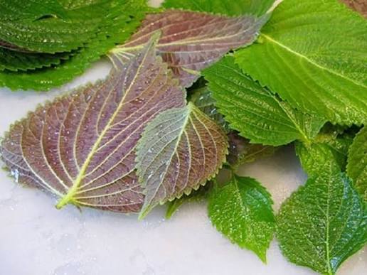 Tía tô lành tính, phù hợp cho mọi loại da; người có da quá nhạy cảm chỉ cần thử trước trên cổ tay 10 phút để đảm bảo an toàn.